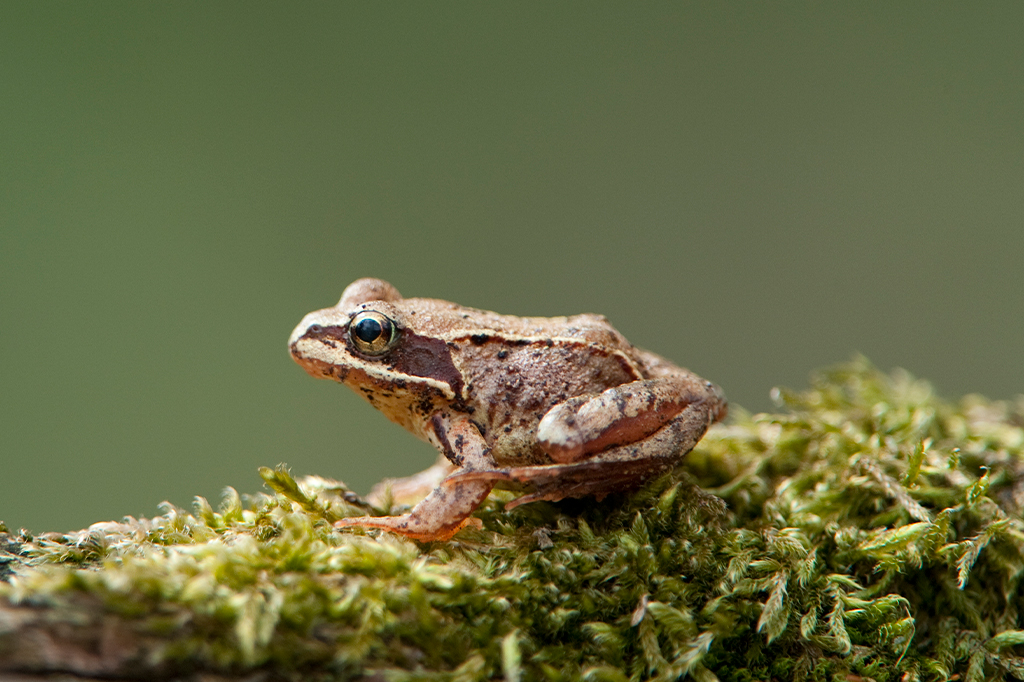 Um sapo parado em cima de um tronco coberto com musgo.