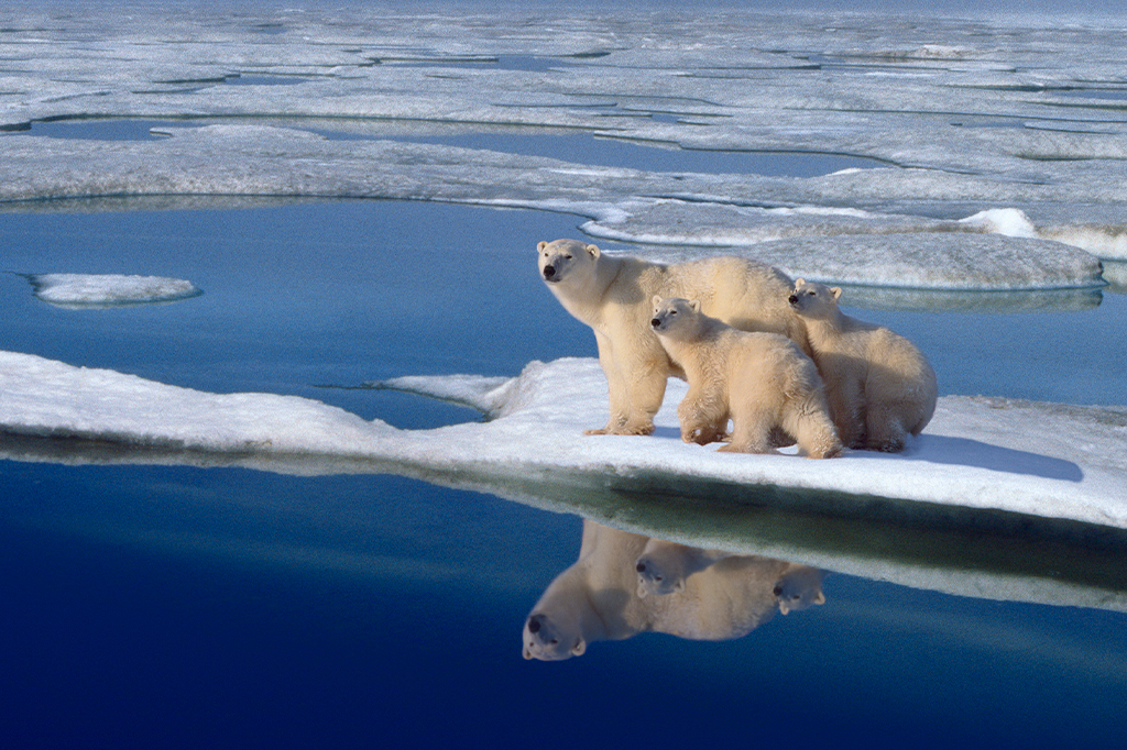 População de ursos polares é encontrada em habitat inusitado