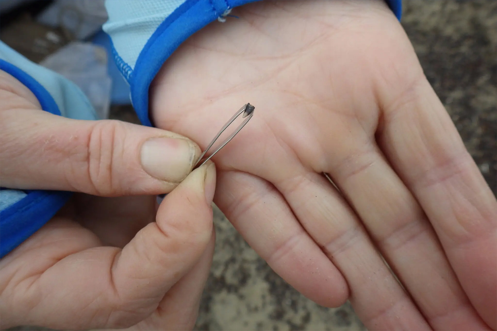 Dente fossilizado encontrado em formigueiro.