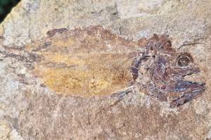 Mais de 180 fósseis de peixes jurássicos são encontrados no Reino Unido 2 Fóssil de peixe jurássico.