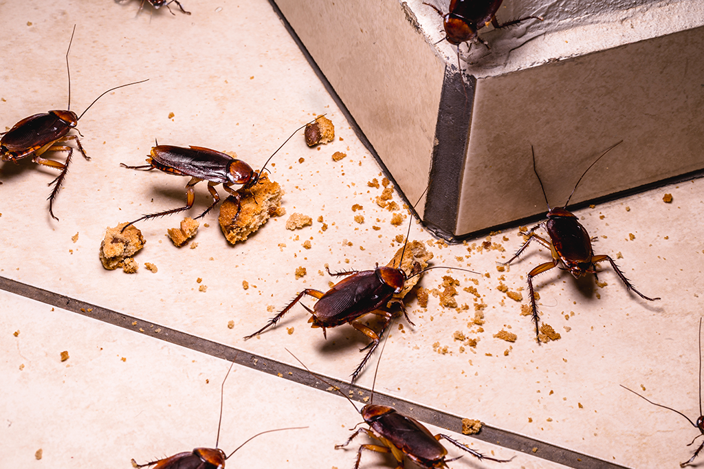 Baratas estão aprendendo a driblar veneno