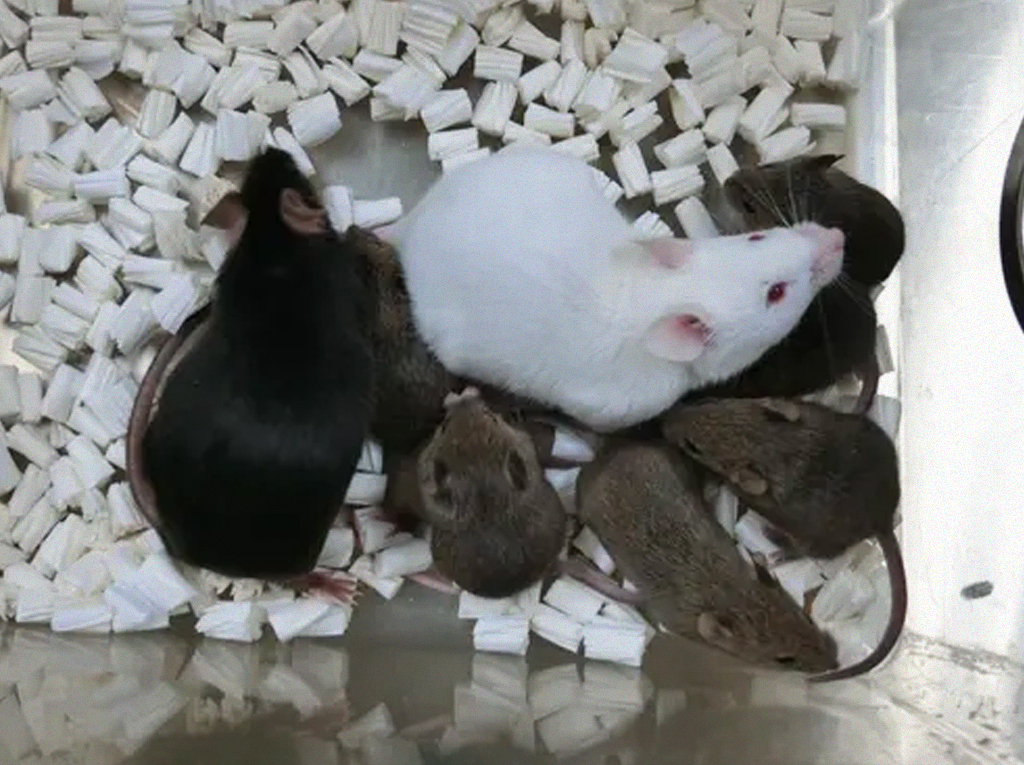 Pela primeira vez, cientistas clonam camundongos a partir de células da pele