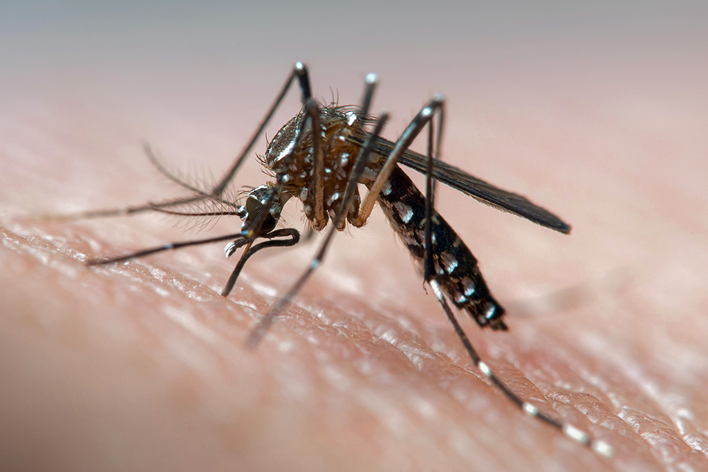 Foto do mosquito Aedes aegypti.