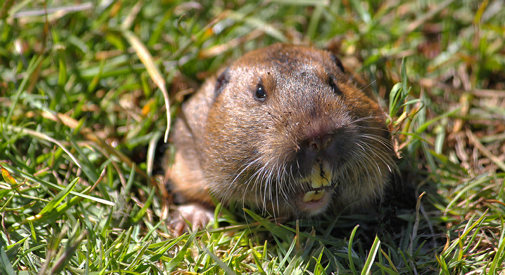 Humanos podem não ser os únicos mamíferos que cuidam de plantações