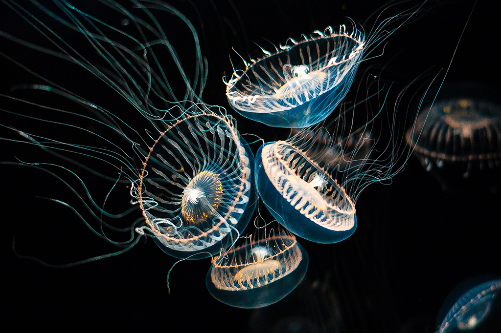 Como uma água-viva levou a uma revolução científica