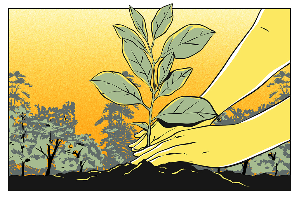 Reflorestamento poderia gerar 2,5 milhões de empregos no Brasil, calcula estudo