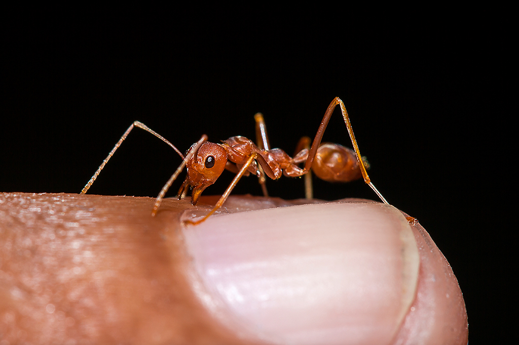 Formiga em cima de dedo de pessoa.
