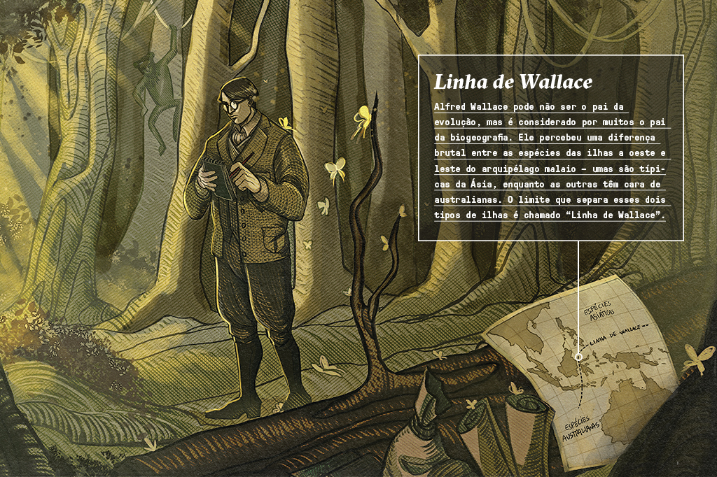 Alfred Wallace explorando/estudando a Amazônia - uma cena em que ele anda na floresta, com flora típica amazônica, carregando instrumentos de cientista, como caderno de anotações, binóculos, etc. Há ter borboletas voando e alguns animais entre a mata, como macaquinhos nos galhos. No canto inferior direito, há um mapa da Linha de Wallace integrado à arte. Acima, um box com texto explicativo sobre ele.