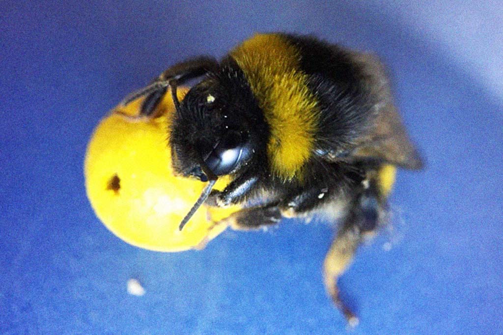 Foto de uma abrelha brincando com uma bola amarela.