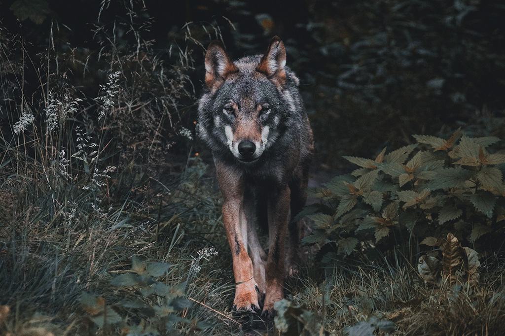 Parasita aumenta a chance de lobo se tornar líder da matilha