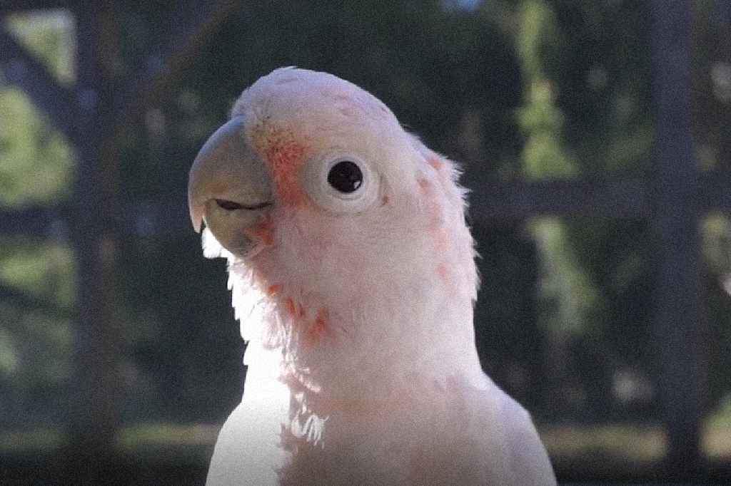 Cacatuas reconhecem a ferramenta certa para realizar uma tarefa
