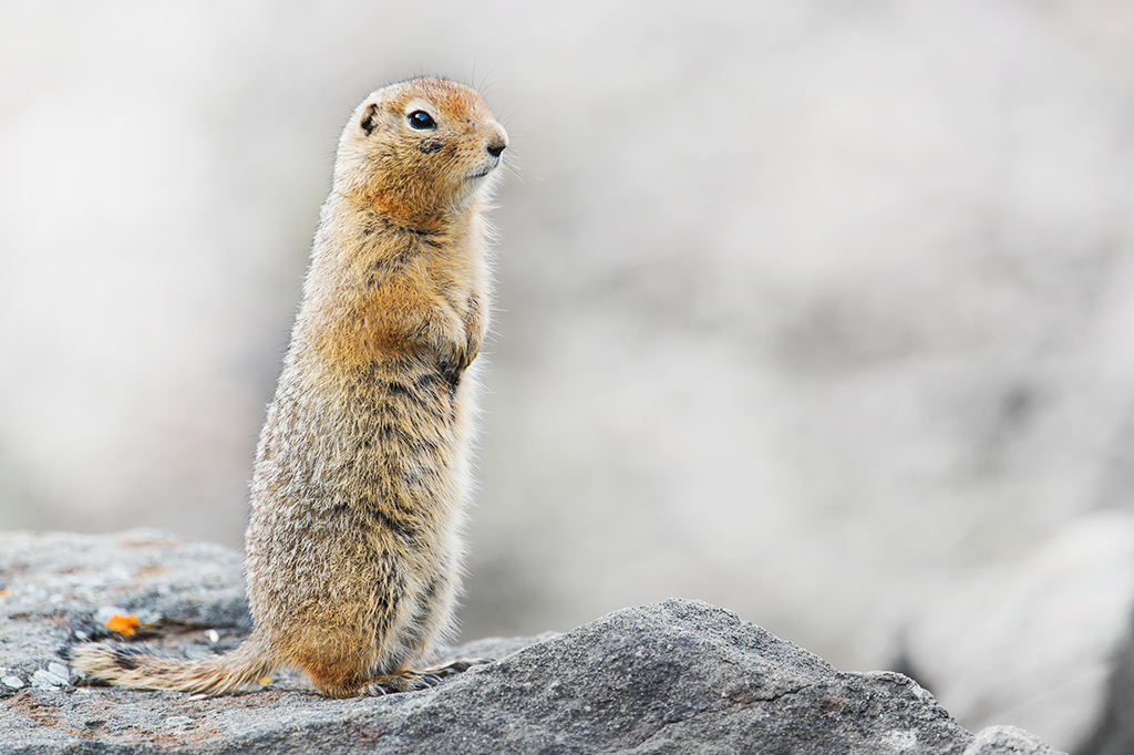 Nasa financia estudo sobre hibernação de esquilos. Entenda por quê