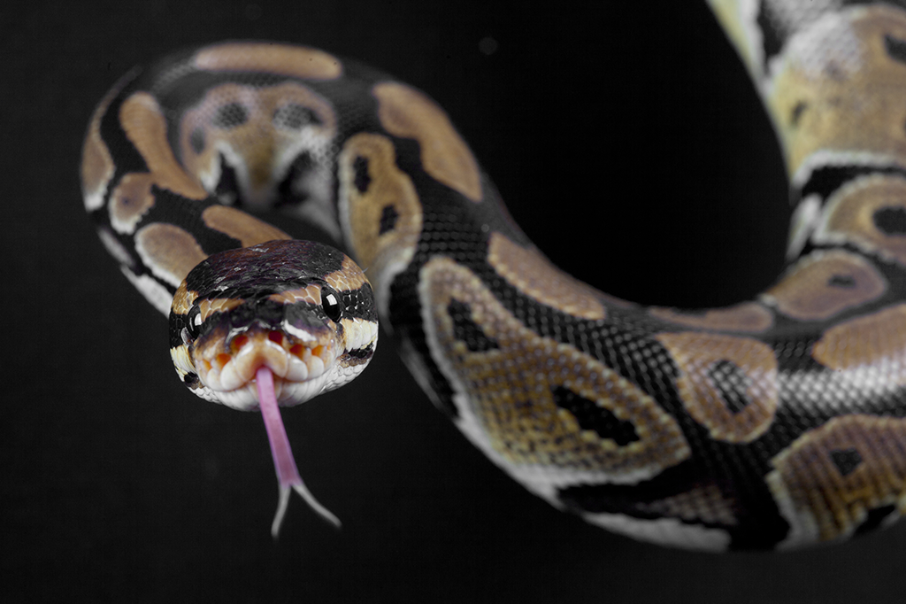 Foto de uma cobra píton.