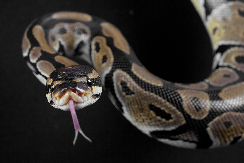 Cobras são capazes de detectar sons