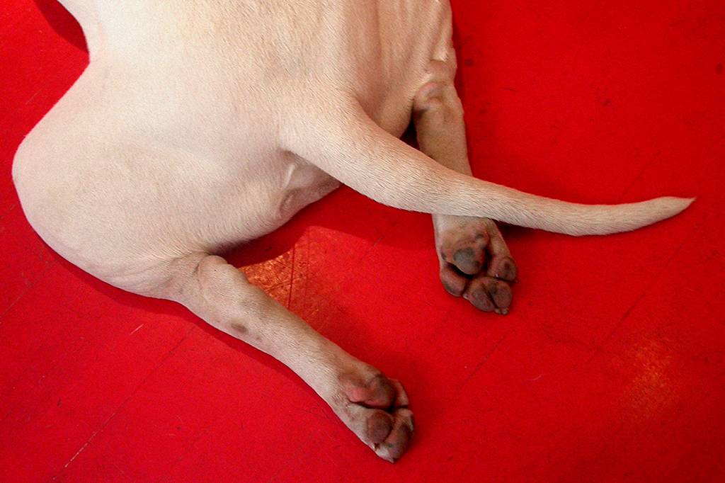 Além dos cachorros, outros animais usam a cauda para se comunicar?