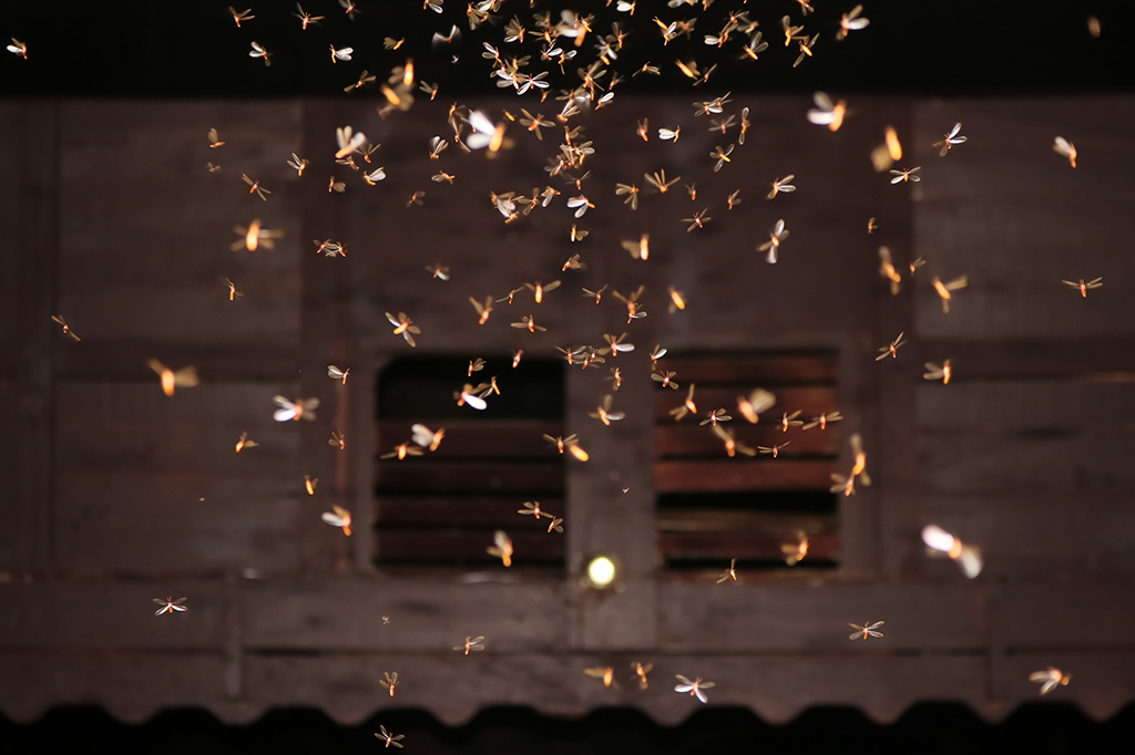 Por que insetos voam ao redor da luz? Estudo sugere nova hipótese