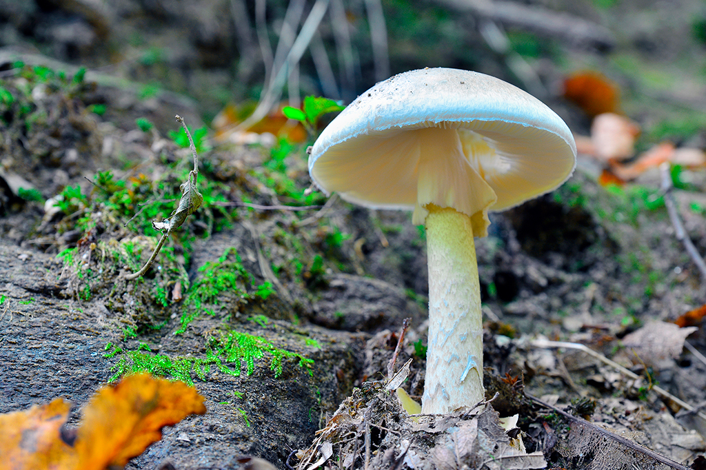 Foto de cogumelo da espécie Amanita phalloides.