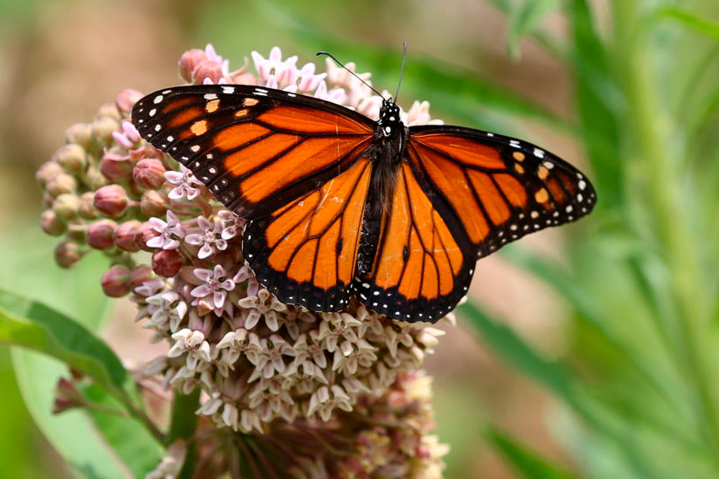 Borboleta monarca (Danaus plexippus) em uma flor de planta serralha.