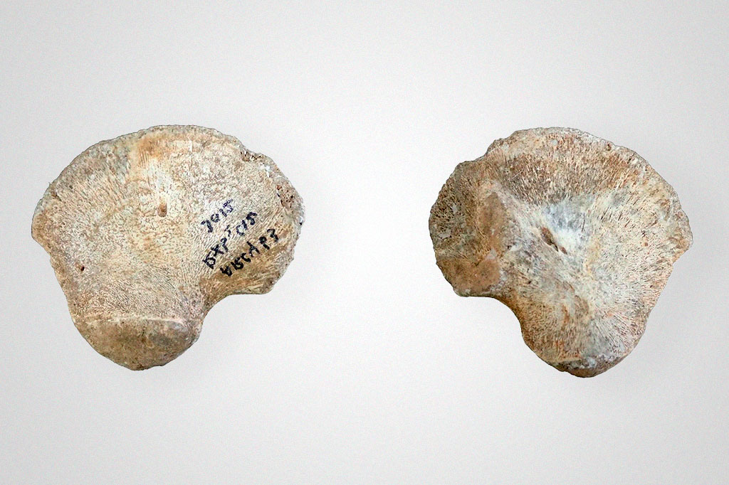 Osso de quadril pode indicar uma nova linhagem de Homo sapiens