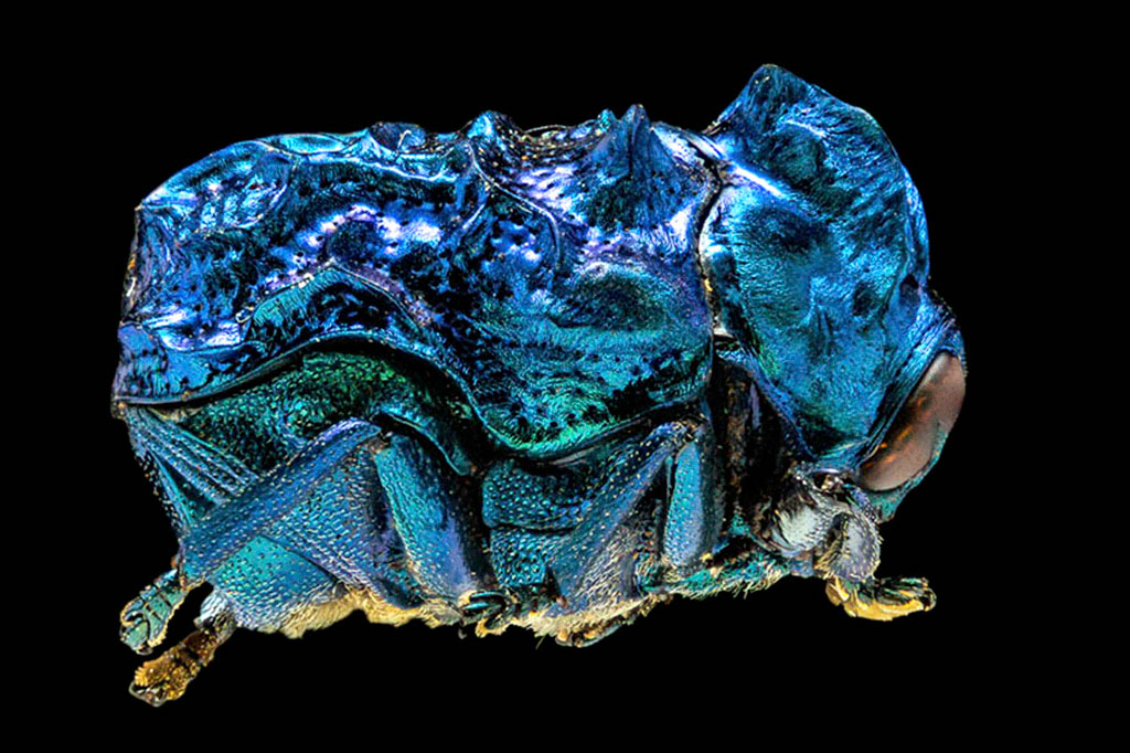 Imagem do besouro Fulcidax.