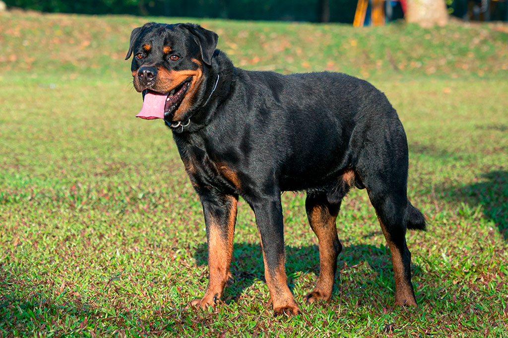 Rottweiler