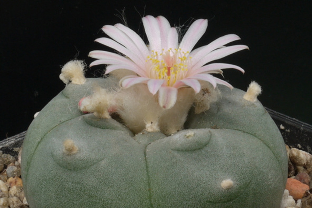 Peiote (Lophophora williamsii)