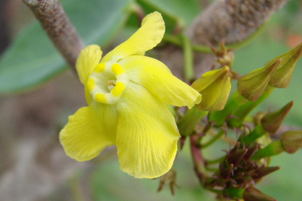 Prestonia amazonica