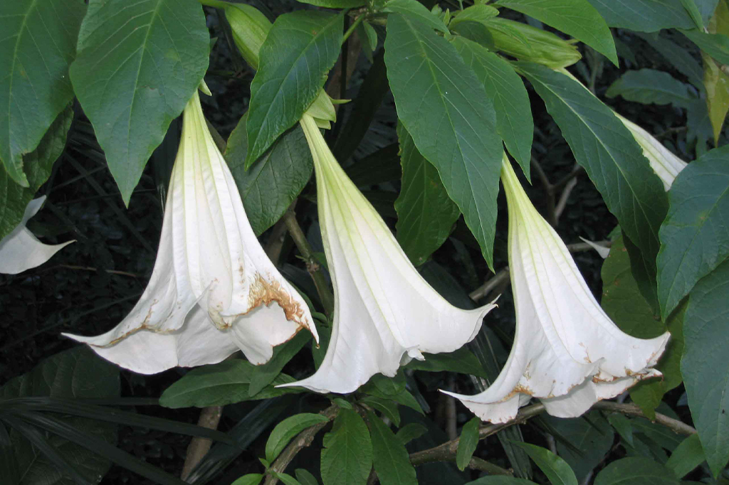 Trombeteira (Datura suaveolens)