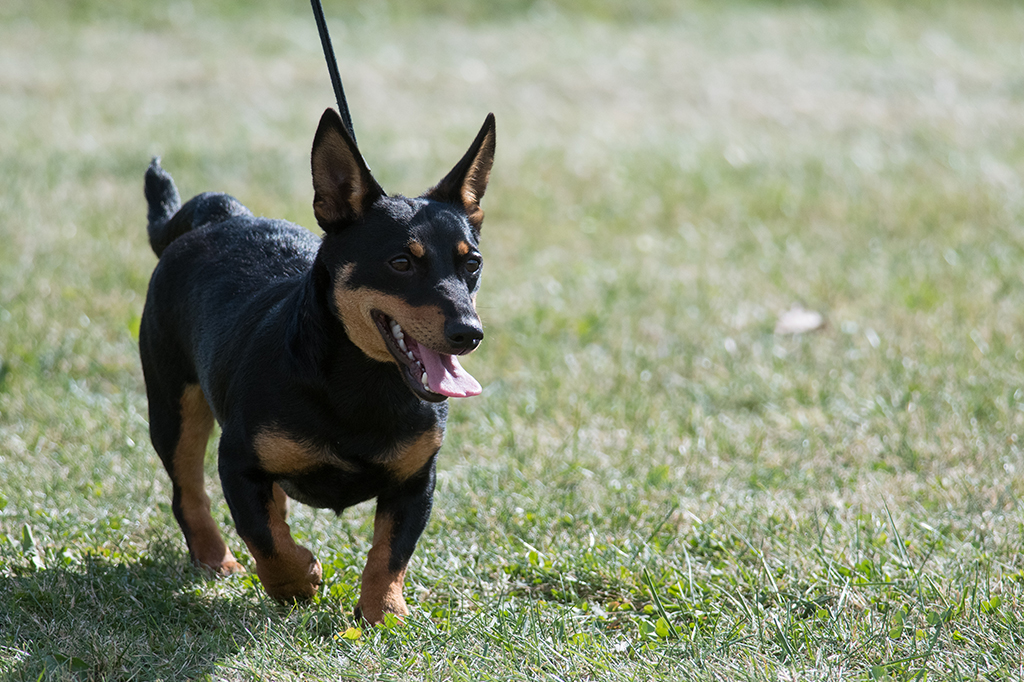 Lancashire Heeler andando na coleira