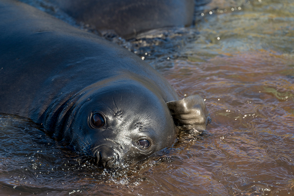 Gripe aviária matou 96% dos filhotes de elefante-marinho na Argentina