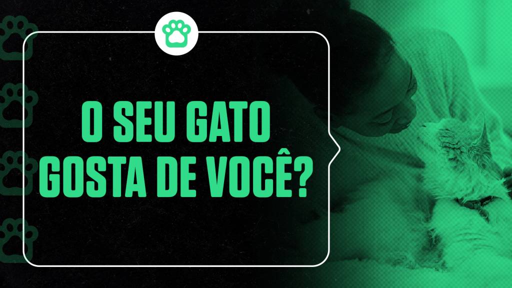 O seu gato gosta de você? Veja quatro formas de descobrir