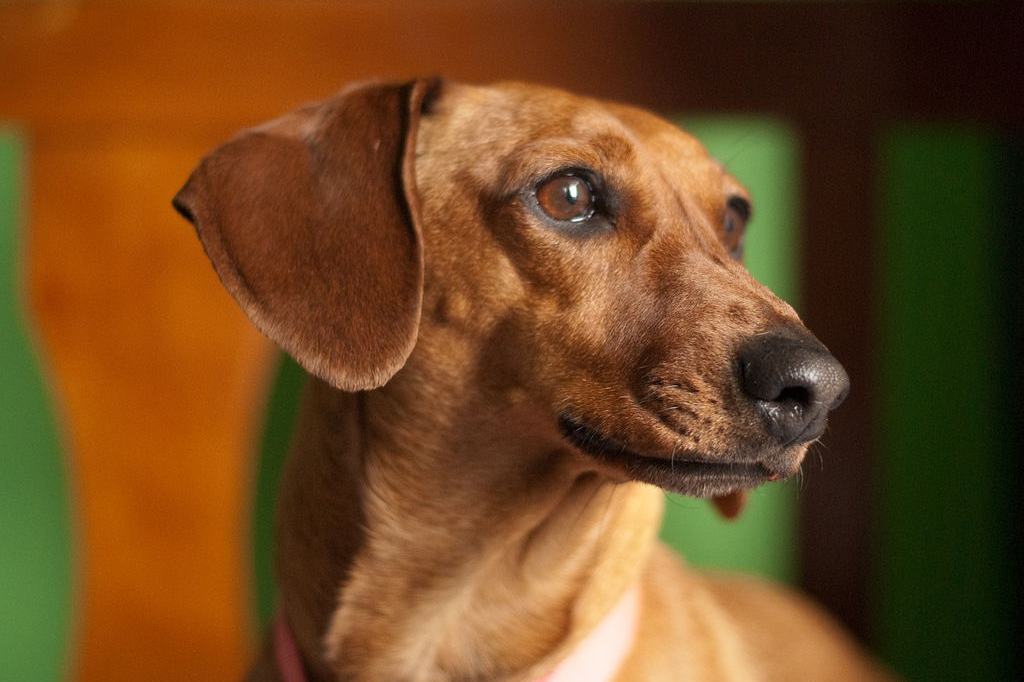 Cachorro Salsicha