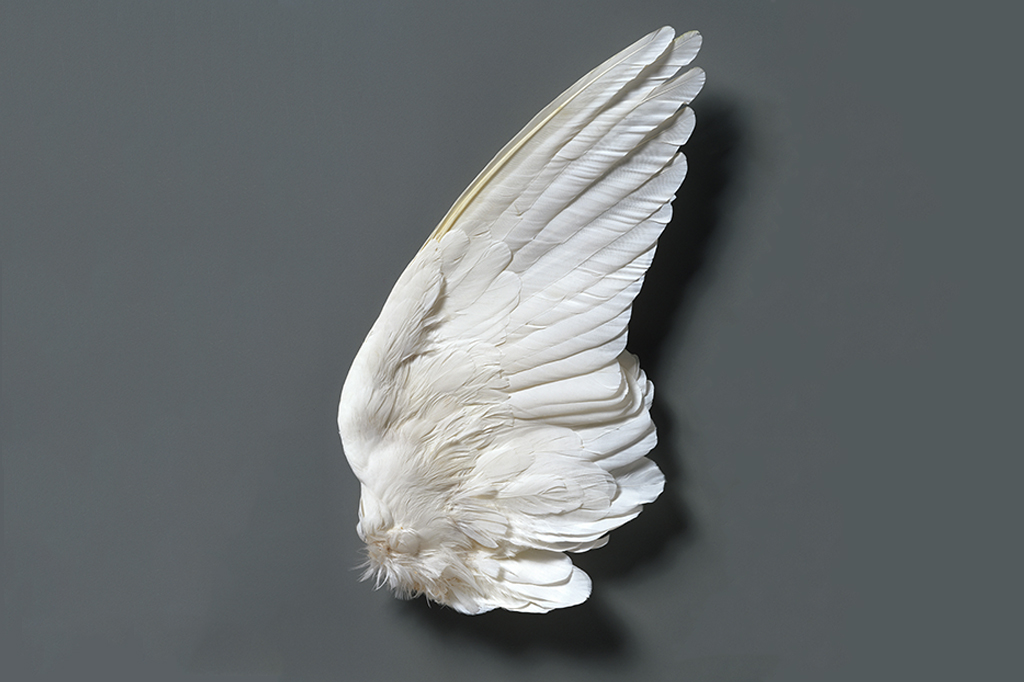 Padrão escondido nas penas de pássaros revela quais dinossauros podiam voar