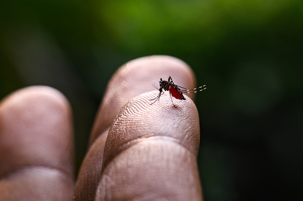 Quantos pernilongos são necessários para beber todo o sangue de alguém?