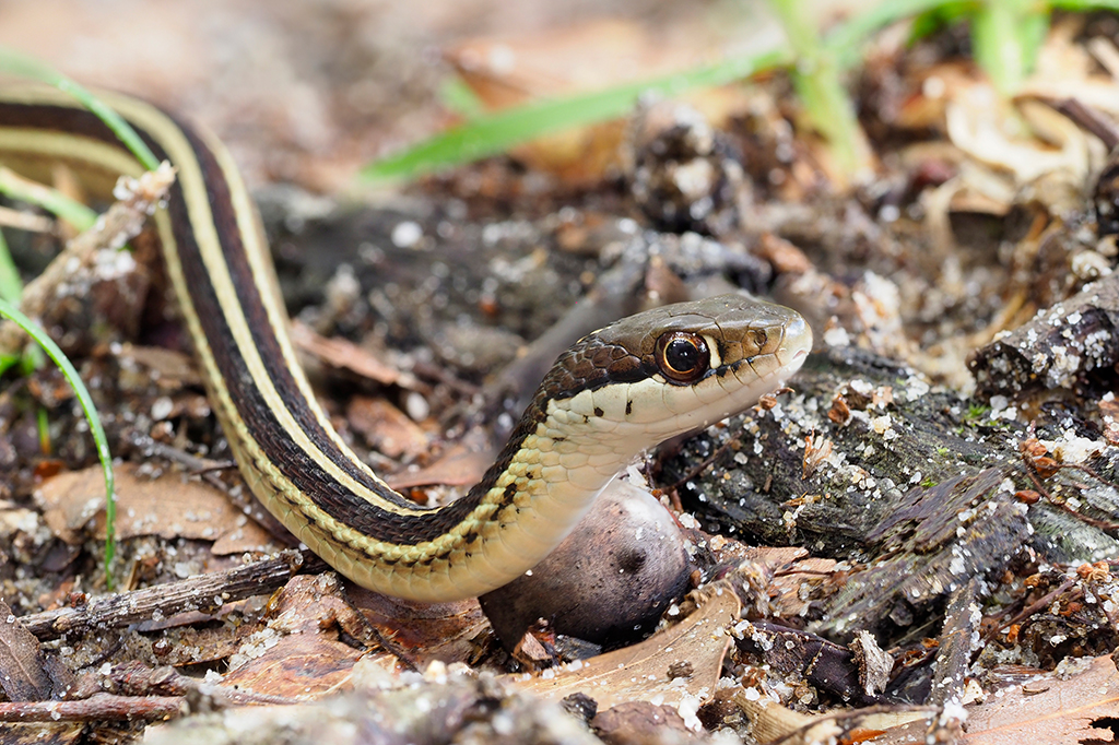 Imagem aproximada de uma cobra de fita oriental rastejando.