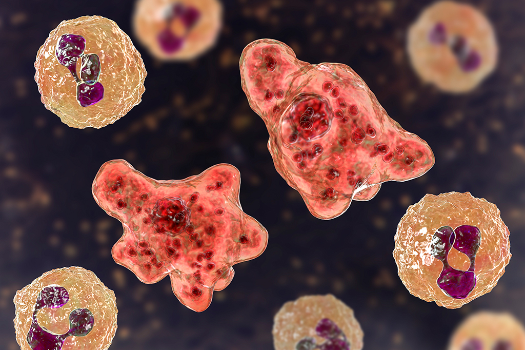 Vírus gigante infecta e mata ameba Naegleria, a “comedora de cérebros”