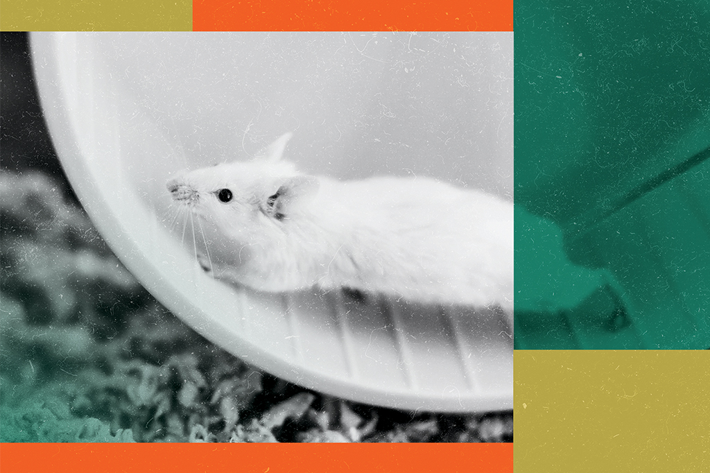 Exercício aumenta a oxigenação do cérebro