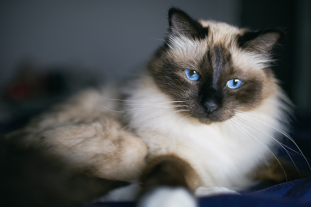 Qual raça de gato vive mais tempo? Pesquisa com 8 mil animais descobriu.