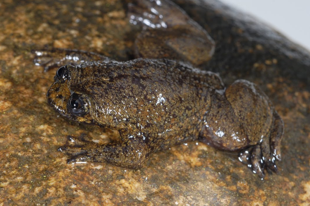Única espécie de sapo sem pulmão do mundo na verdade tem minipulmões