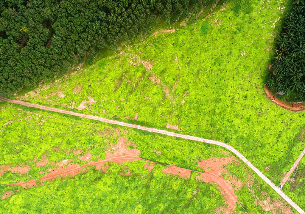 Área de plantação de dendezeiros em vista aérea