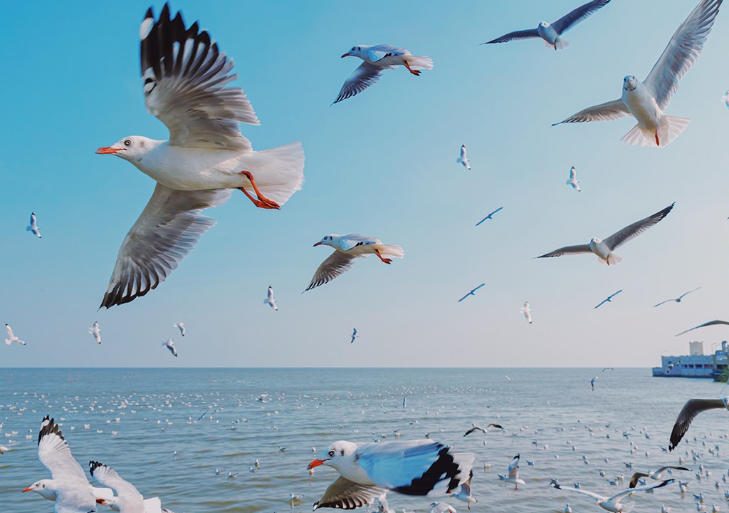 Vista panorâmica de gaivotas voando na praia.