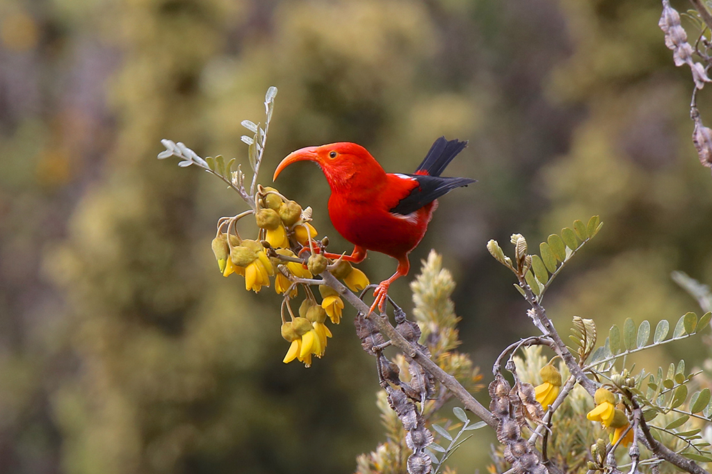 Havaí solta milhões de mosquitos para salvar aves raras da extinção