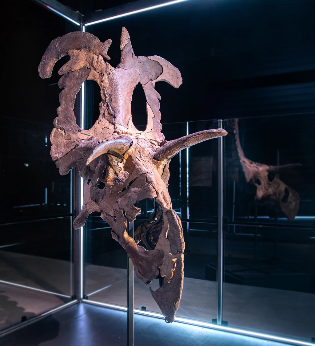 Estrutura &oacute;ssea de um dinossauro.