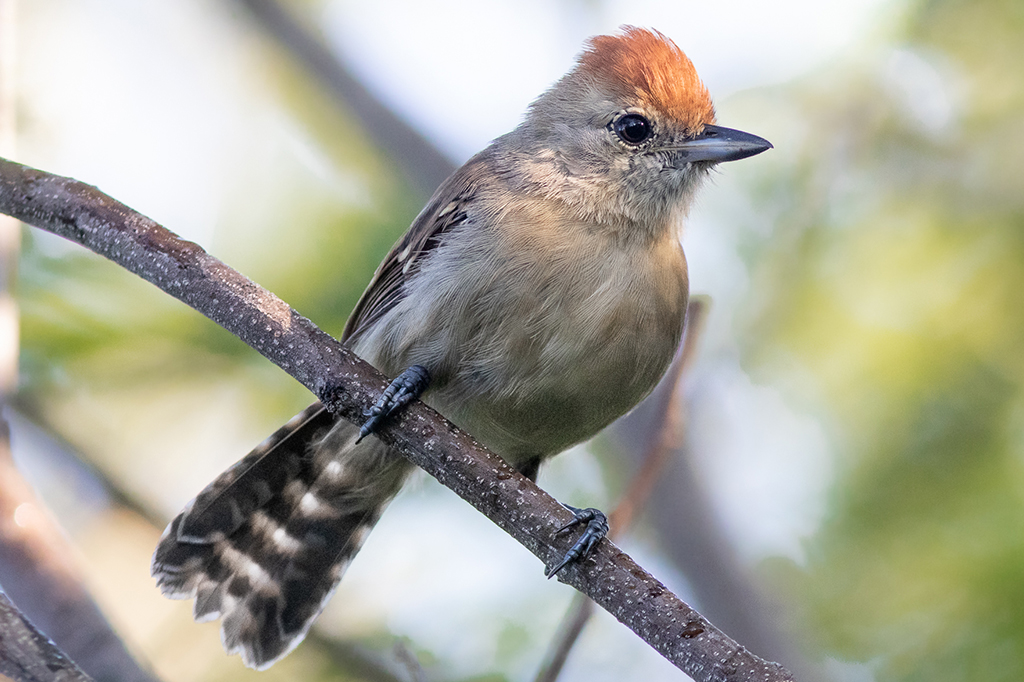 Mudanças no rio São Francisco resultaram nesta espécie de passarinho
