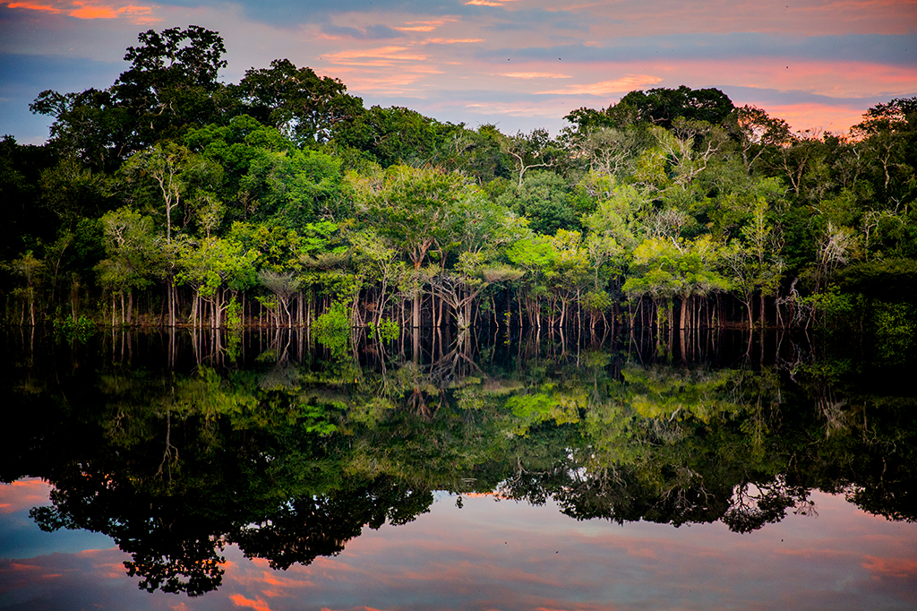 Espiãs da Amazônia: como as árvores podem denunciar o garimpo ilegal