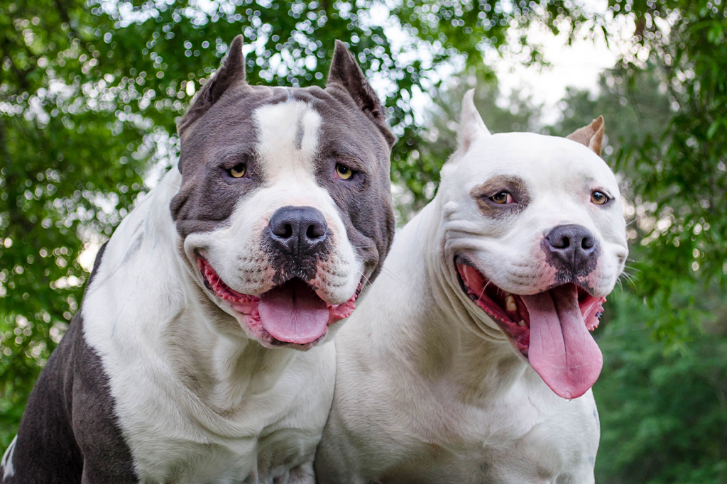Os pit bulls nascem maus ou a sociedade os corrompe?