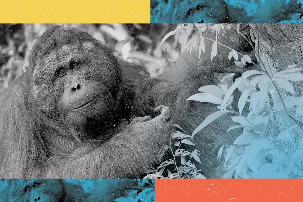Imagem de um orangotango numa árvore.