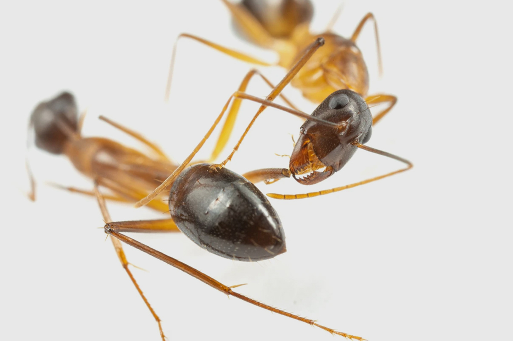Formigas amputam pernas de colegas machucadas. Veja vídeo