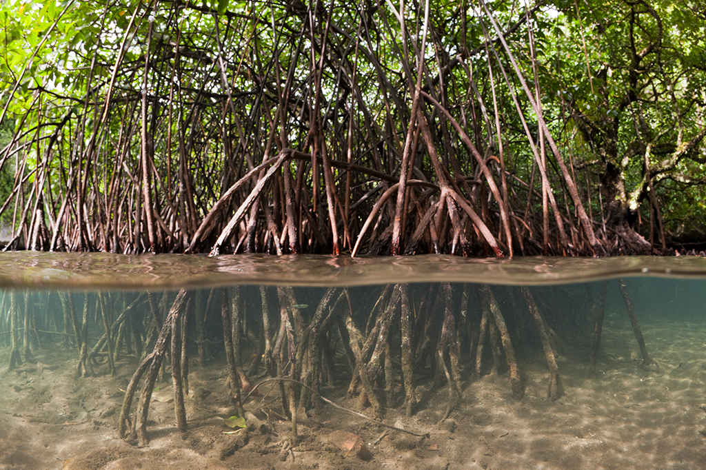 Formação vegetal com raízes se formando dento do mar.