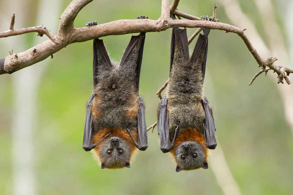 Morcegos têm amizades e vidas sociais complexas, como os humanos